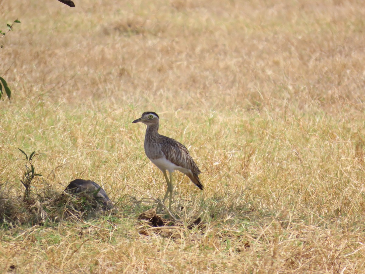 Double-striped Thick-knee - ML614826716