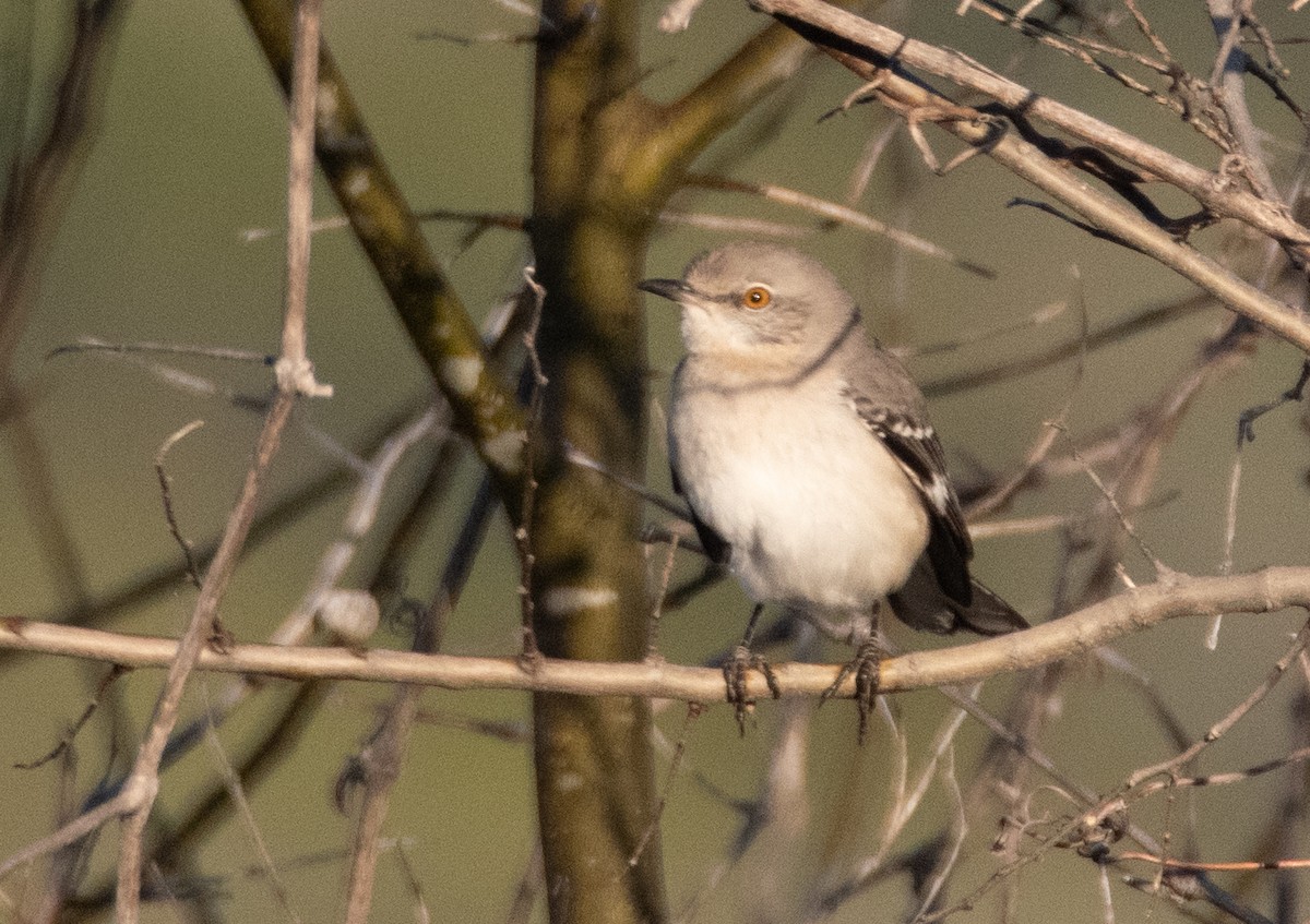 Northern Mockingbird - ML614826737