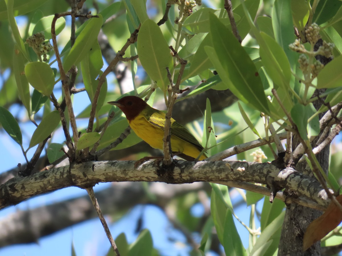 Yellow Warbler (Mangrove) - ML614826741