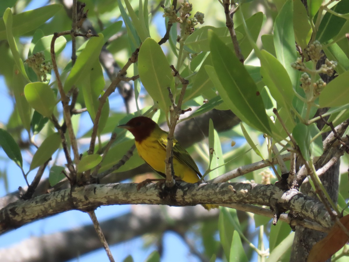 Yellow Warbler (Mangrove) - ML614826742