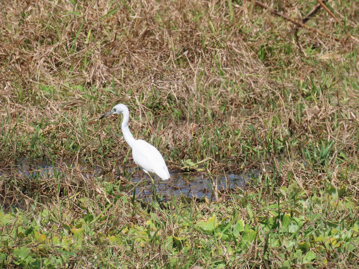 Little Blue Heron - ML614826759