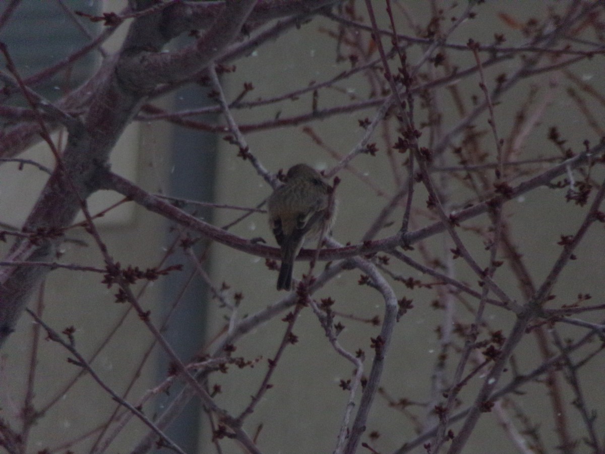 House Finch - Isaac Anderson