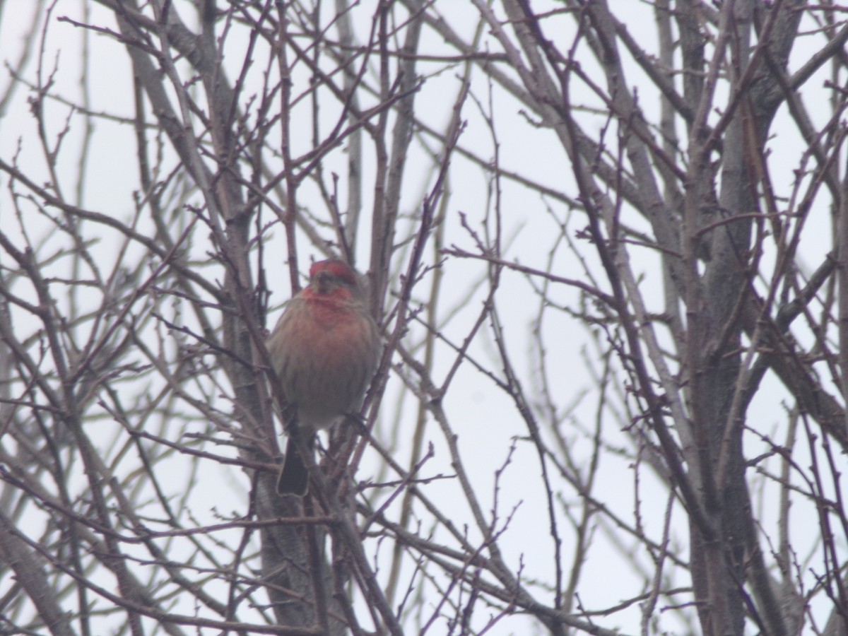 House Finch - ML614826780