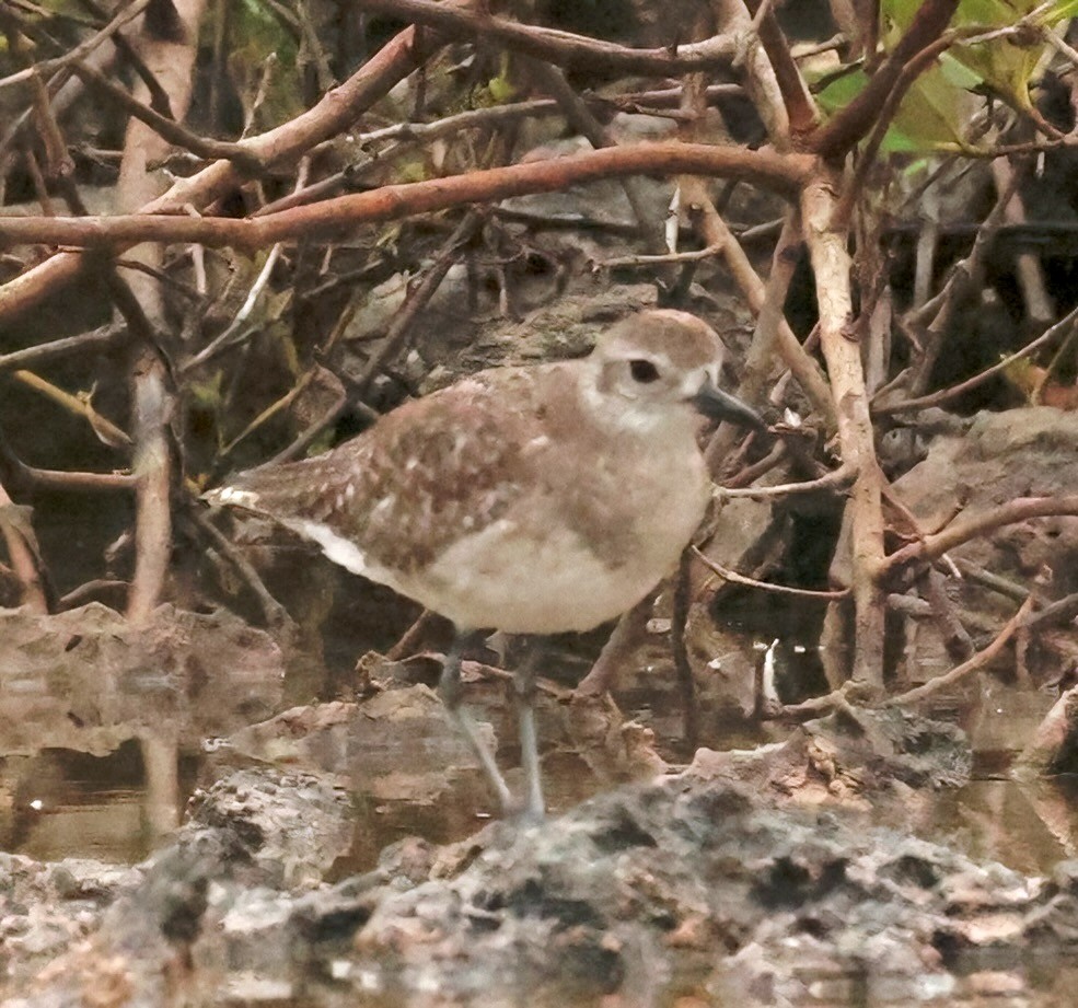 Black-bellied Plover - ML614826816