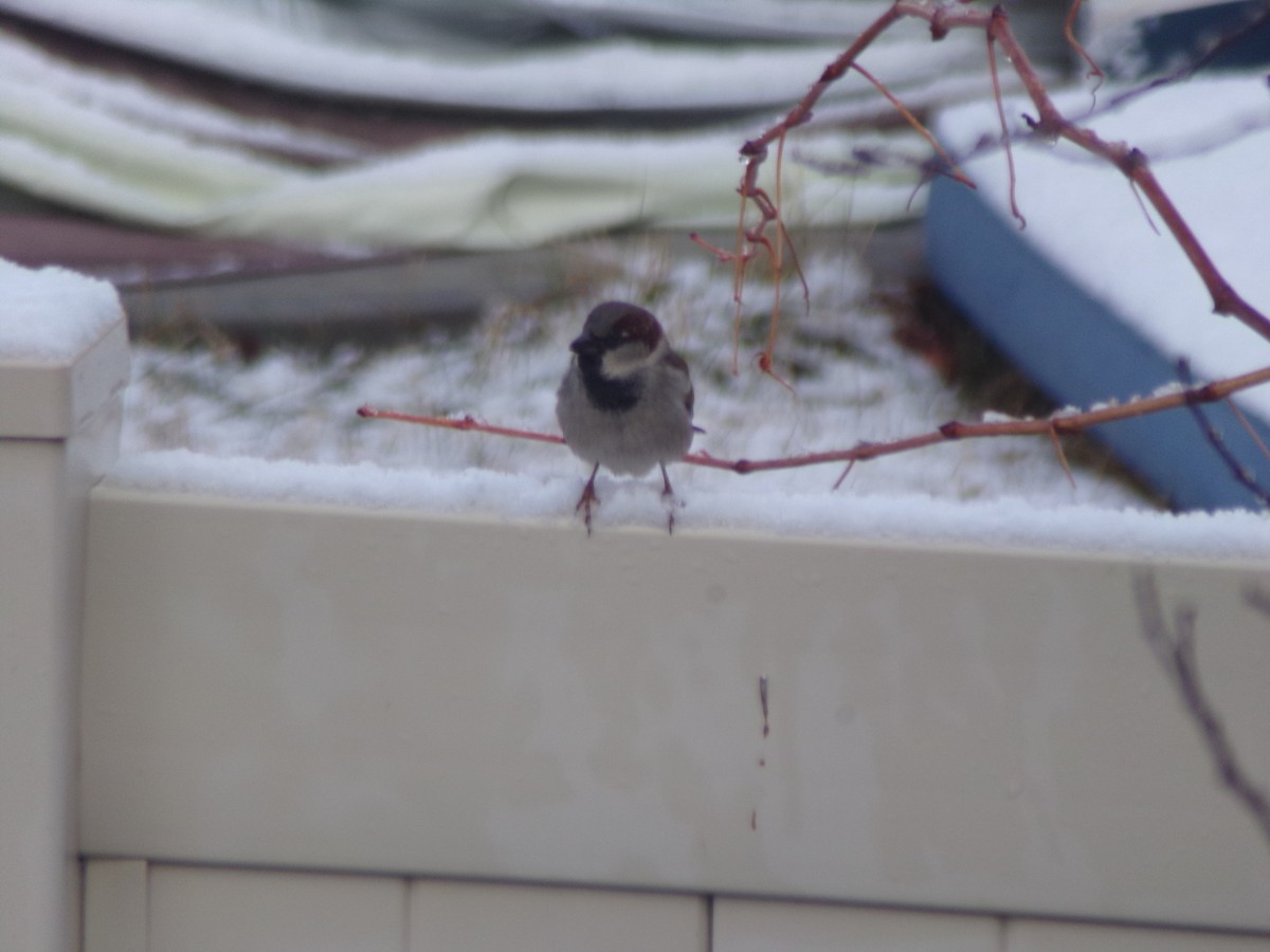 House Sparrow - ML614826952