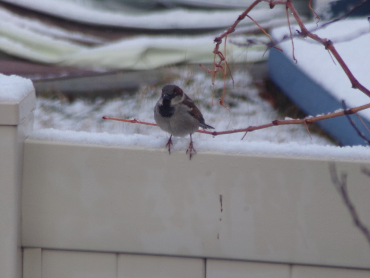 House Sparrow - ML614826953