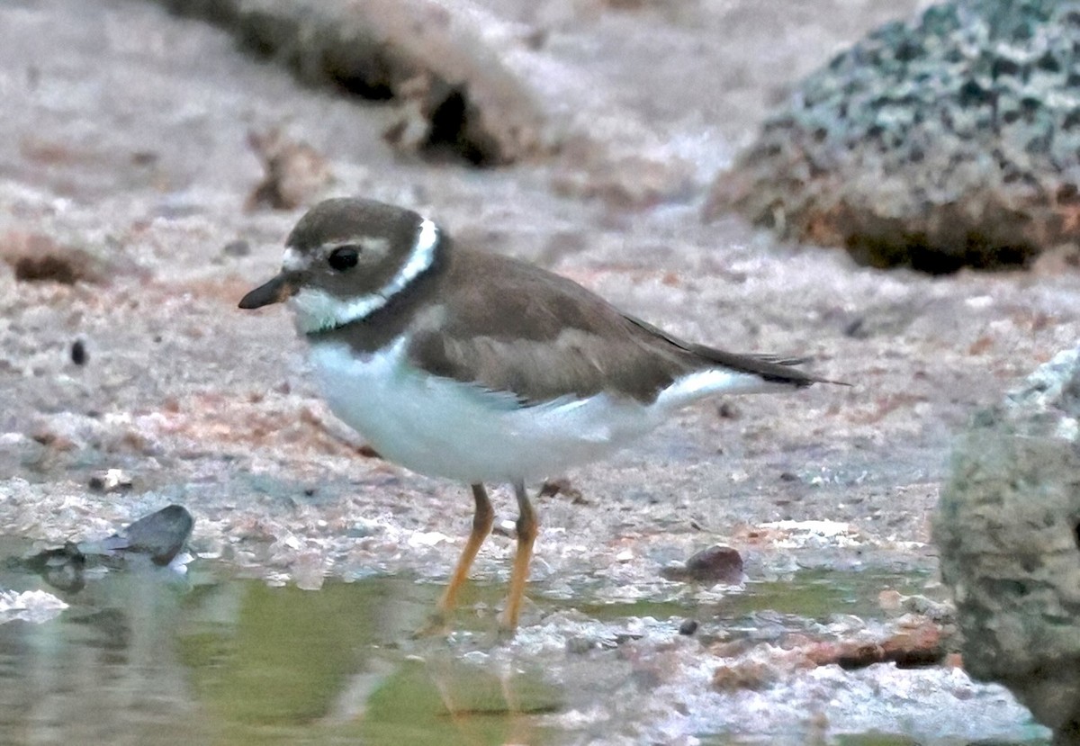 Semipalmated Plover - ML614826999