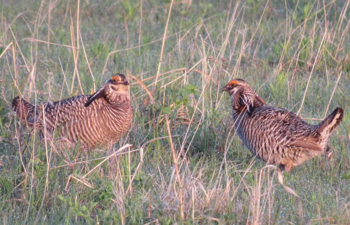 Tétras des prairies - ML614827005