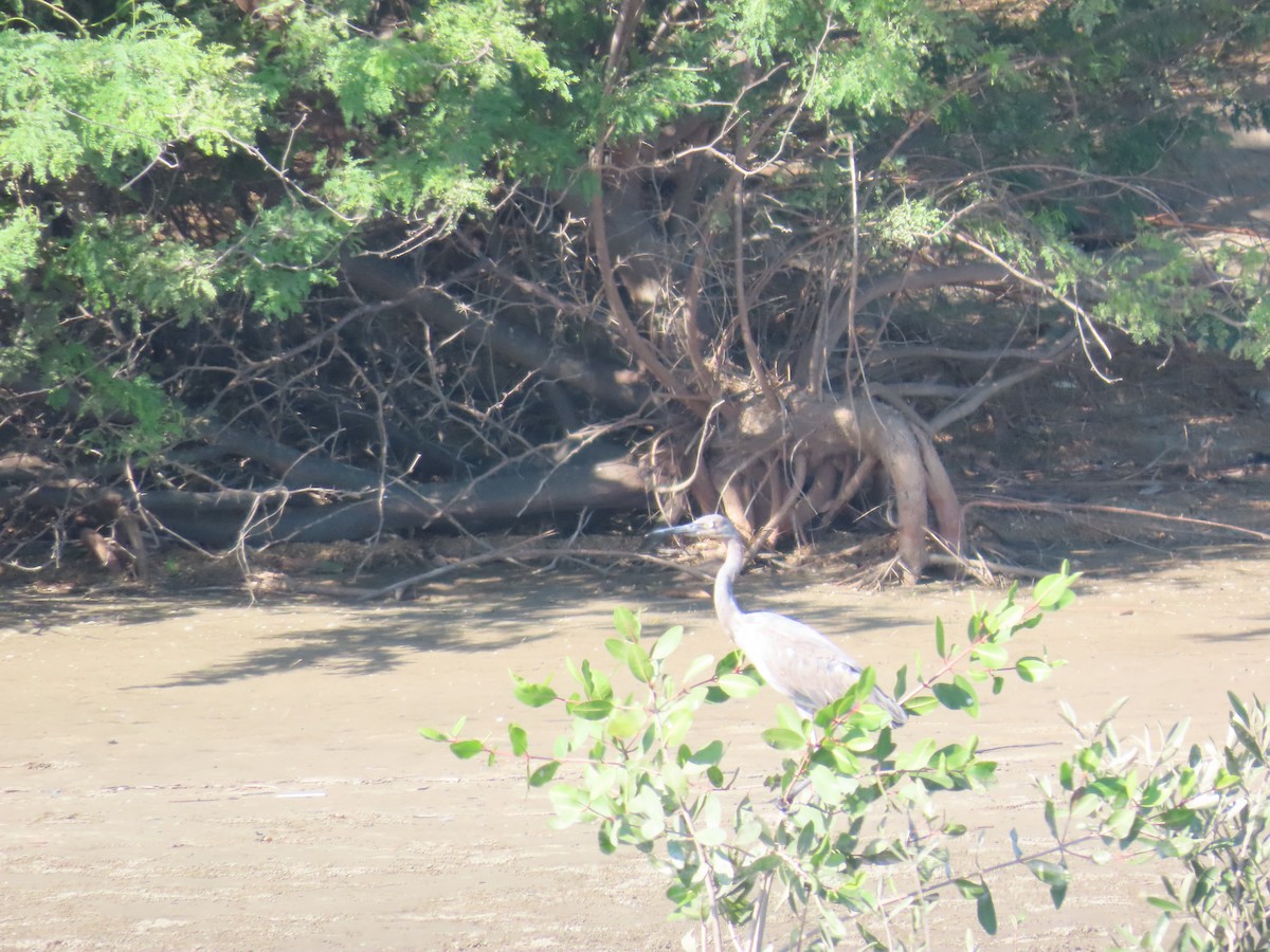 Reddish Egret - ML614827006