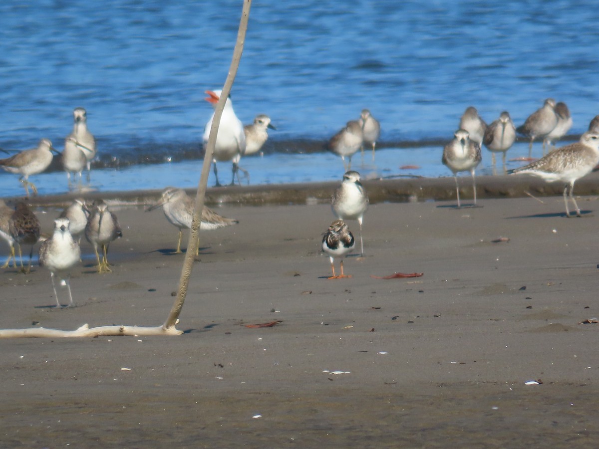 Ruddy Turnstone - ML614827025