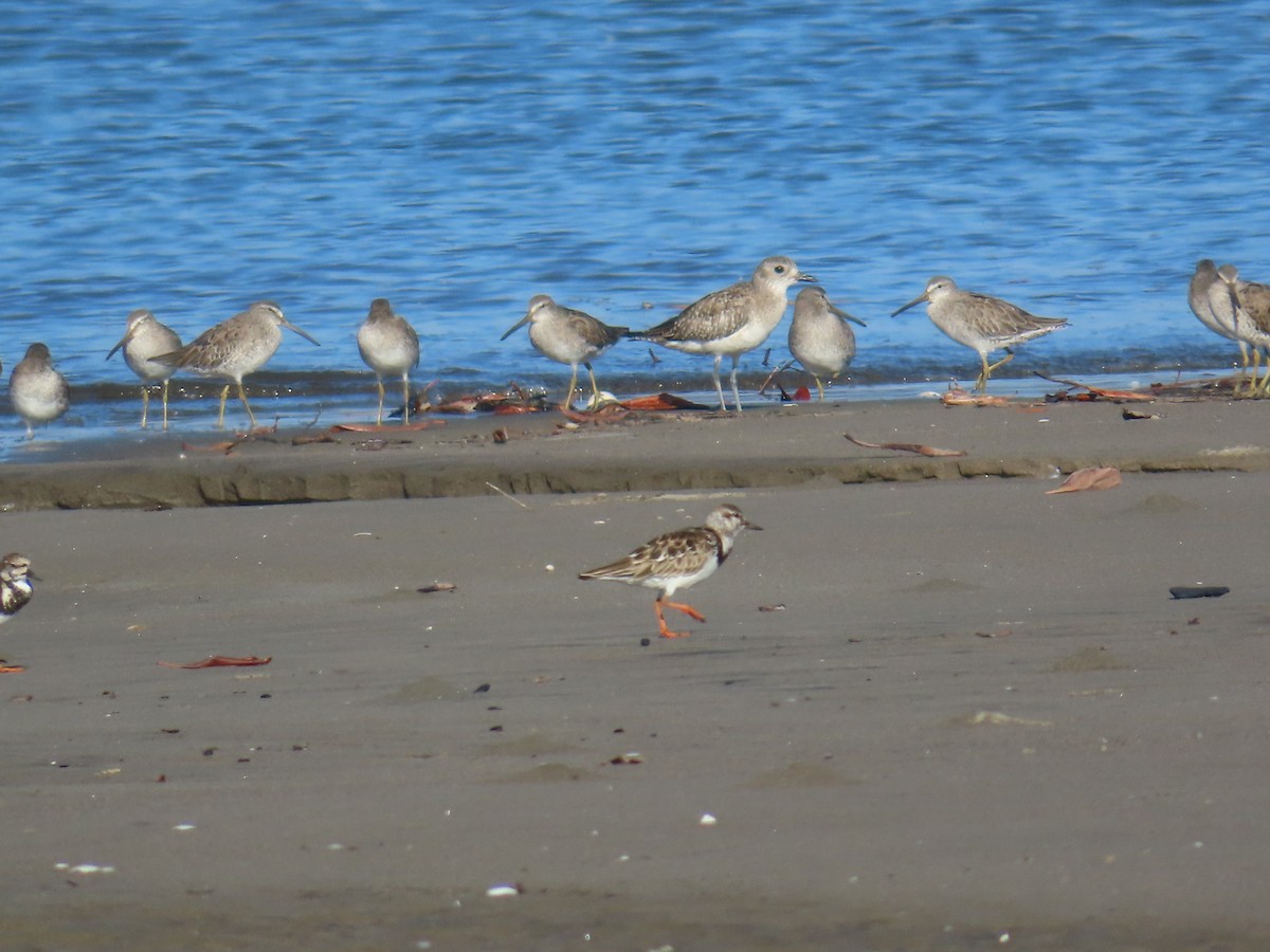 Ruddy Turnstone - ML614827026