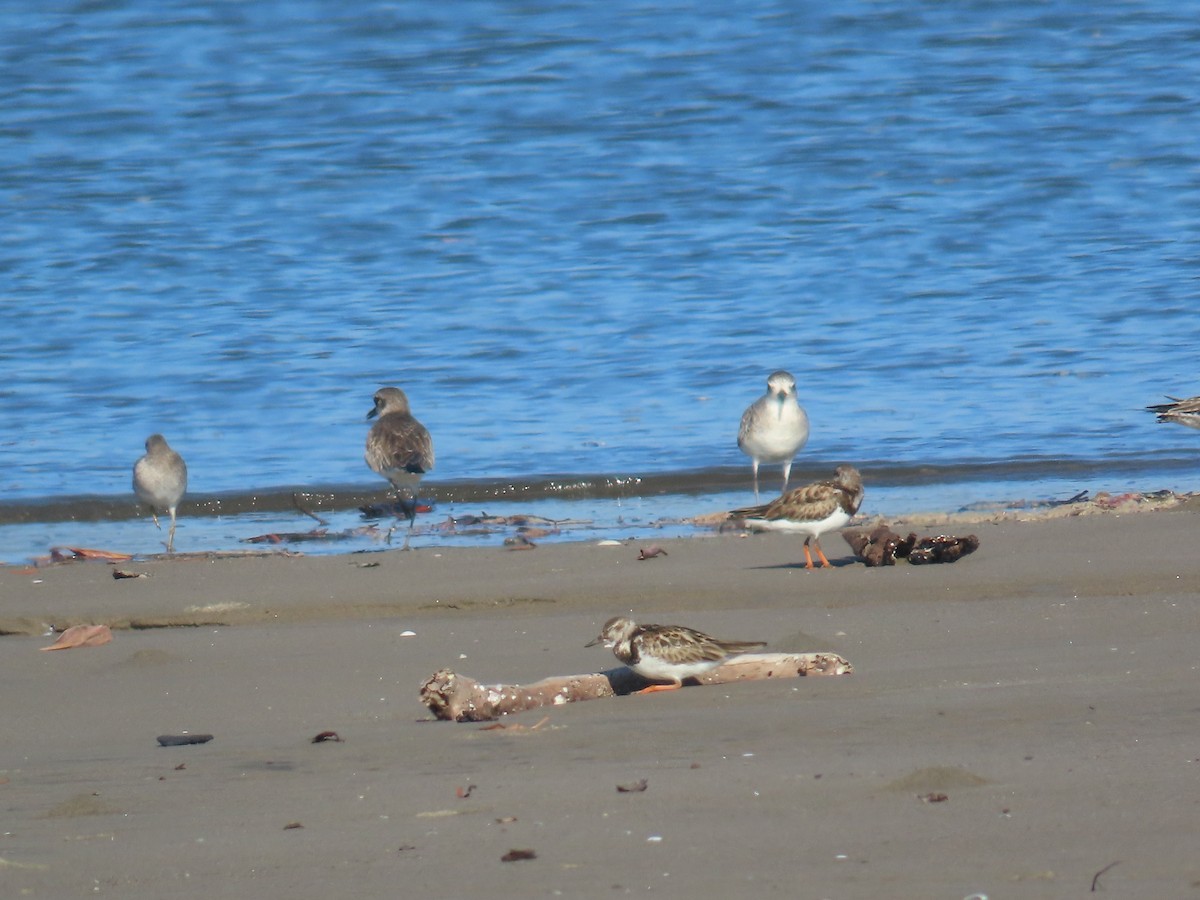 Ruddy Turnstone - ML614827028