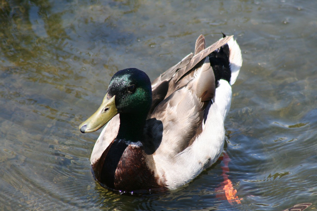 Mallard - ML614827044