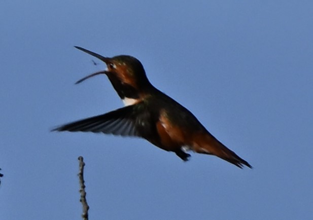 Allen's Hummingbird - Andy Rathbone