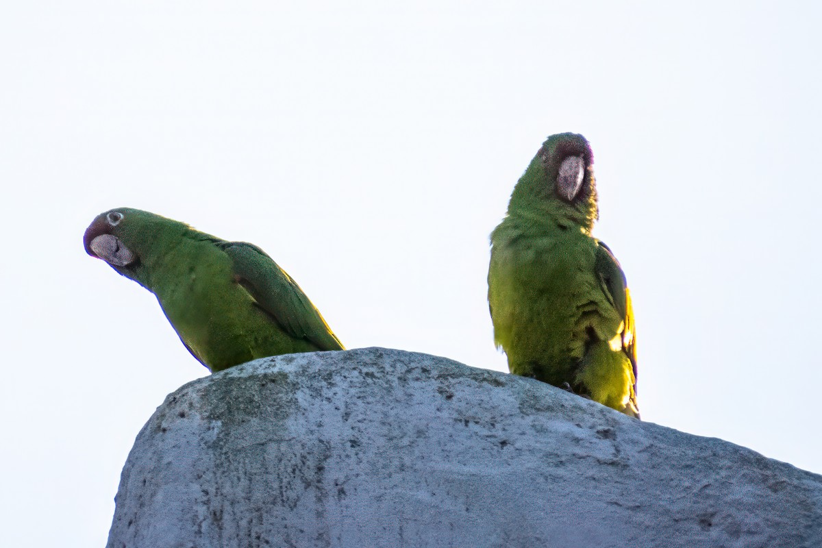 Mitred Parakeet - ML614827097