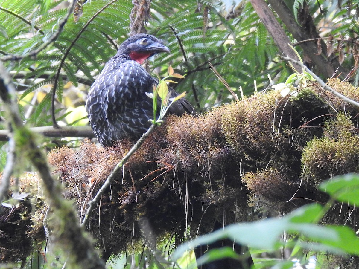 Cauca Guan - ML614827149