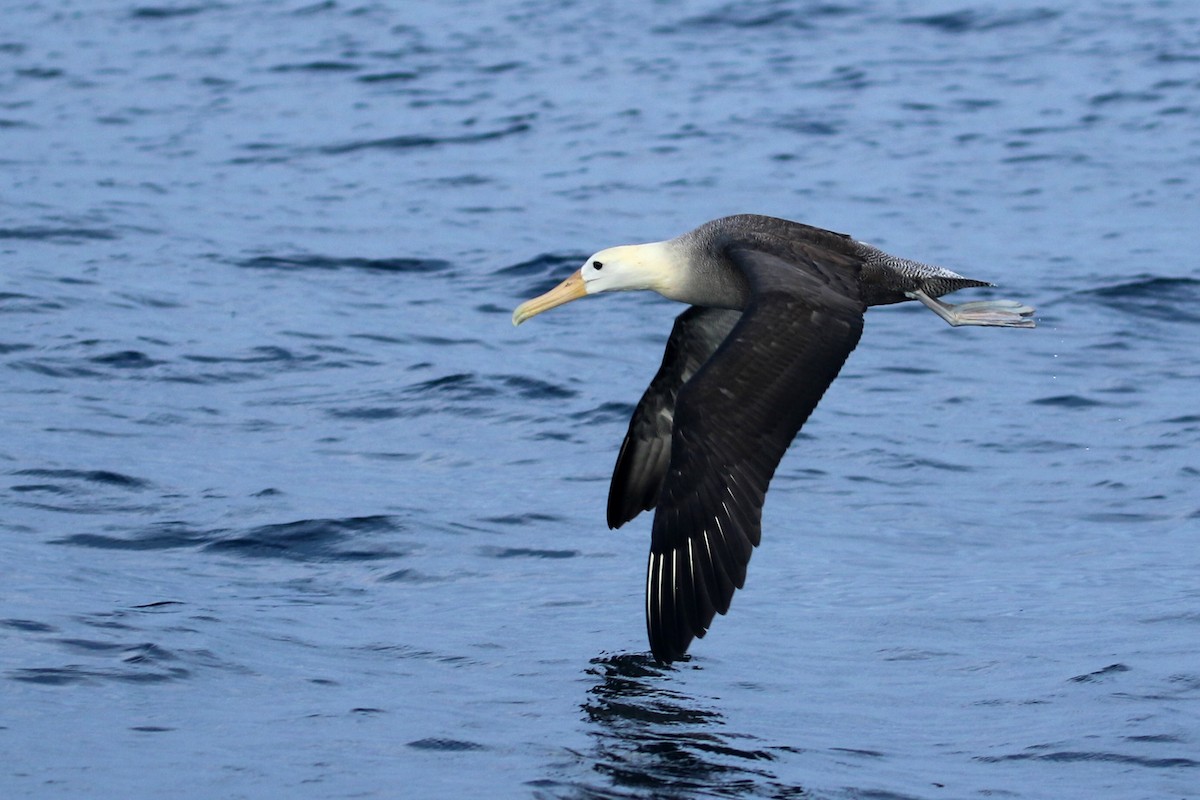 Albatros des Galapagos - ML614827179