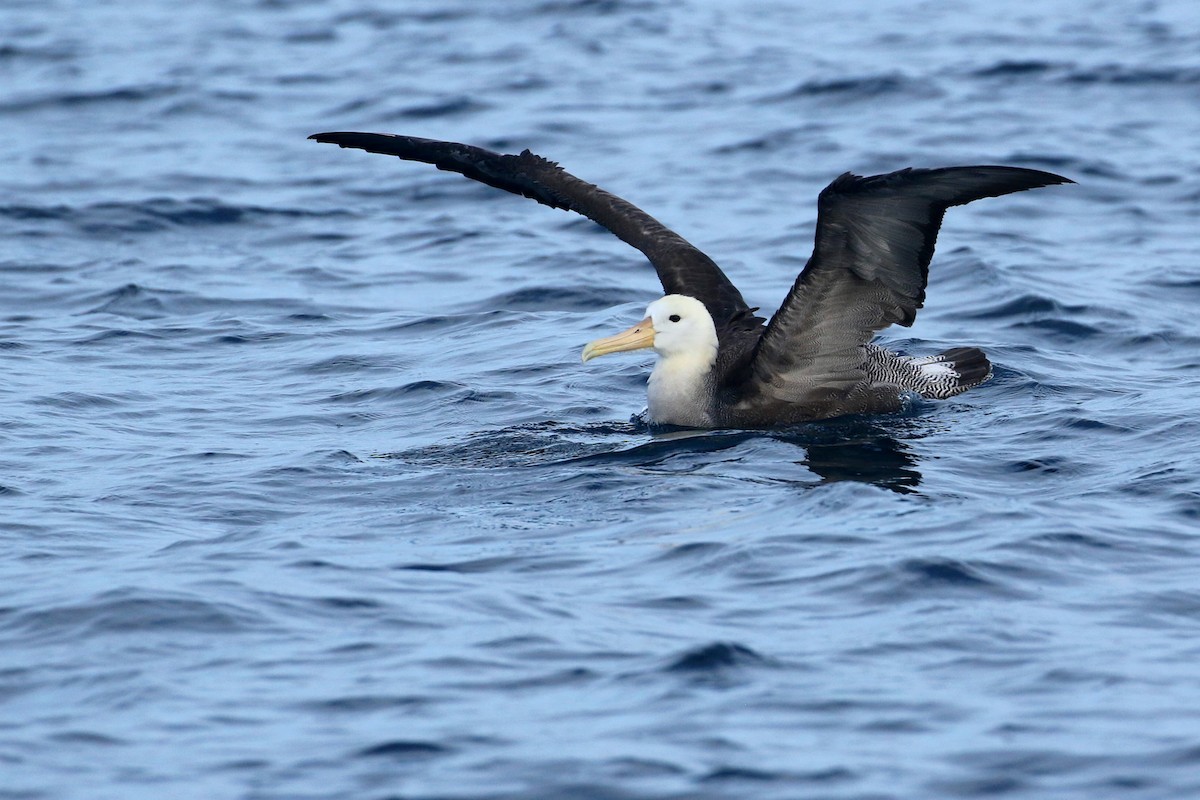 Albatros des Galapagos - ML614827180