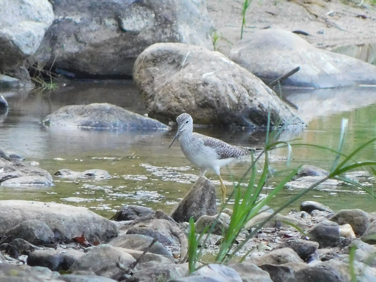 Greater Yellowlegs - ML614827244