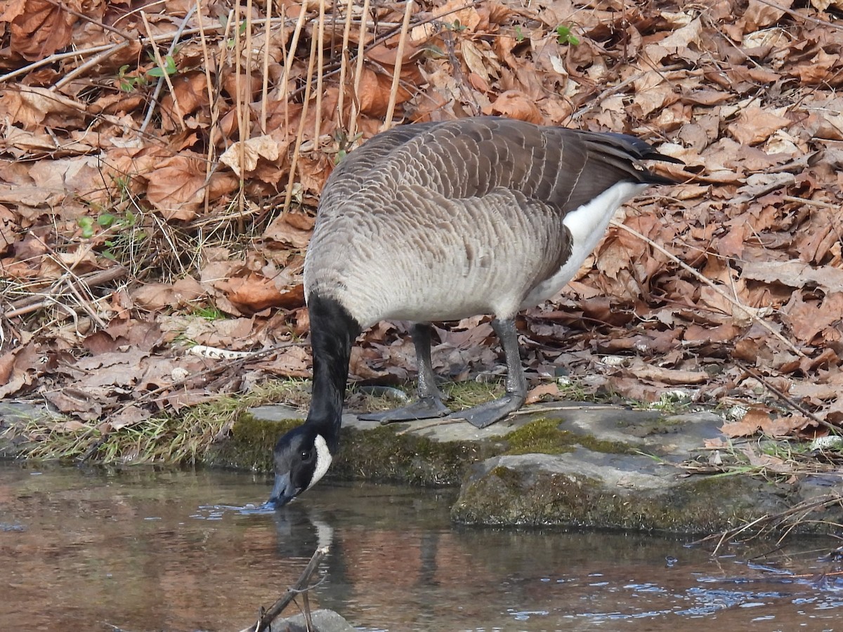 Canada Goose - ML614827289