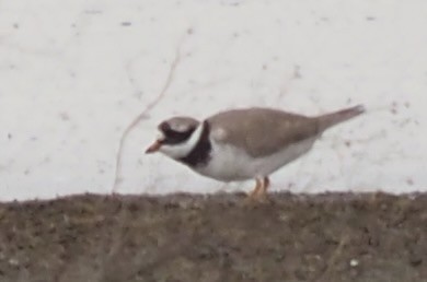 Common Ringed Plover - ML614827339