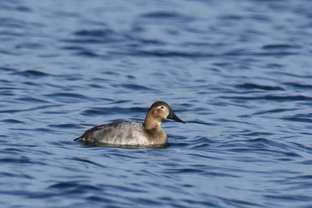 Canvasback - scot stewart