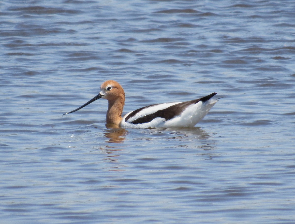 Avoceta Americana - ML614827508