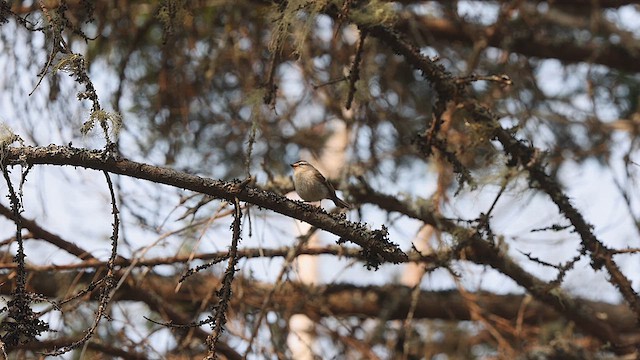 Golden-crowned Kinglet - ML614827514