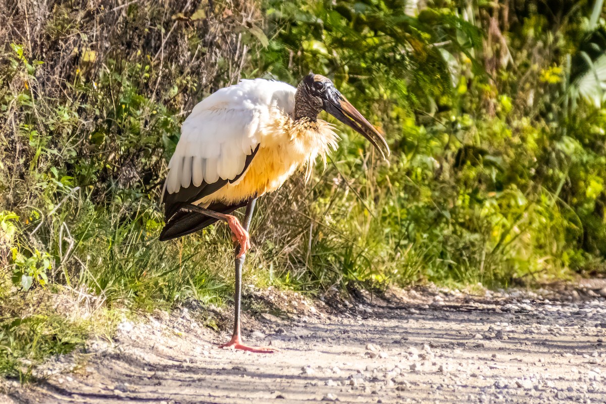 Wood Stork - graichen & recer