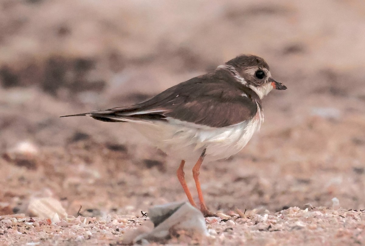 Semipalmated Plover - ML614827558