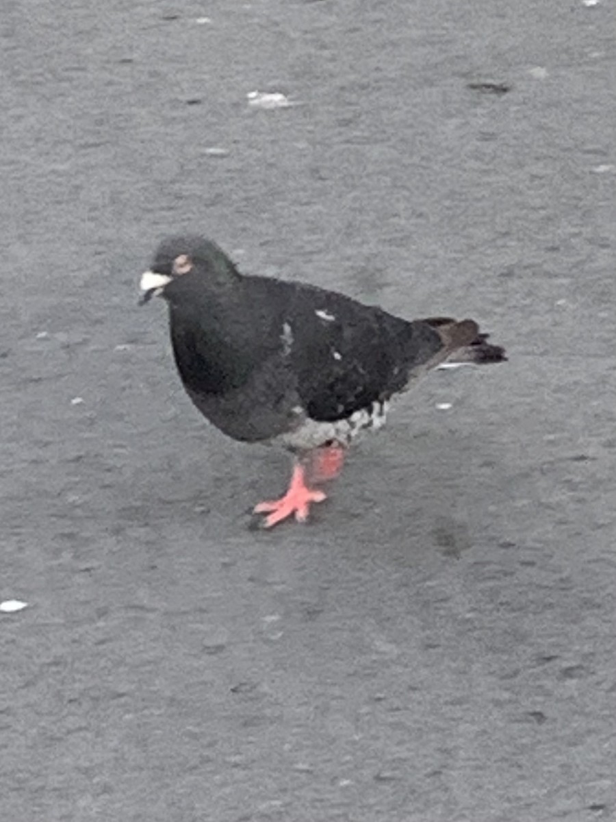 Rock Pigeon (Feral Pigeon) - ML614827563