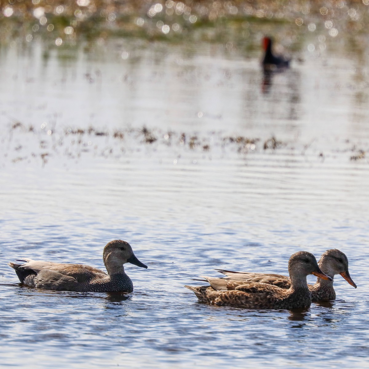 Canard chipeau - ML614827602