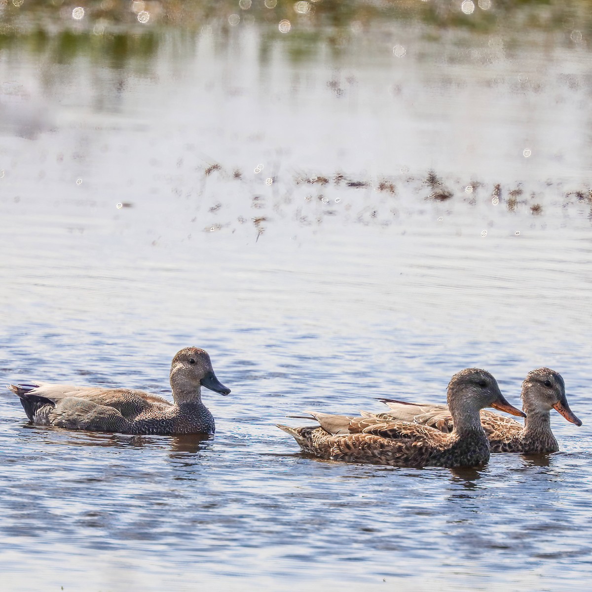 Canard chipeau - ML614827603