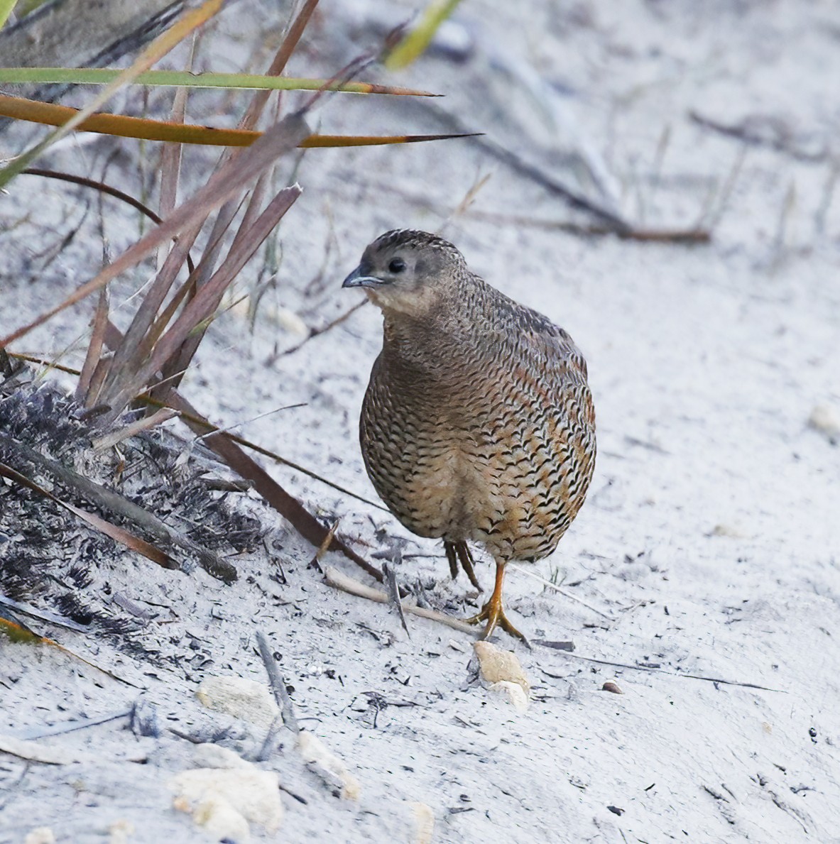 Brown Quail - ML614827658