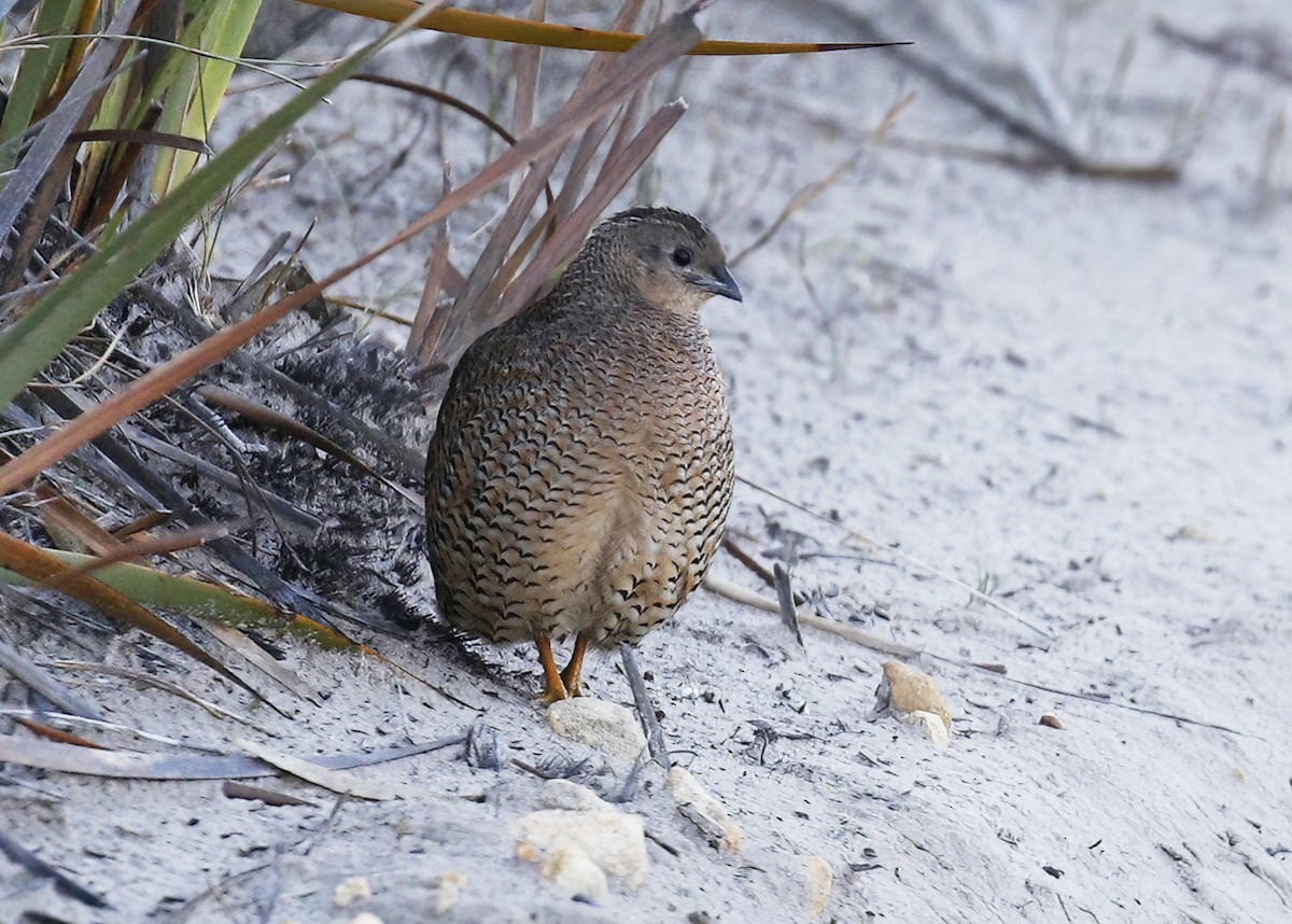 Brown Quail - ML614827659