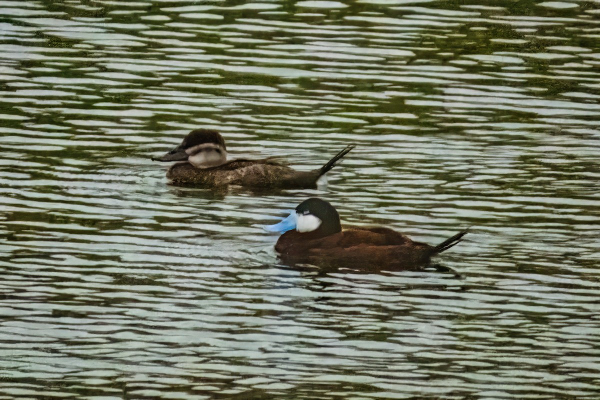 Ruddy Duck - ML614827674