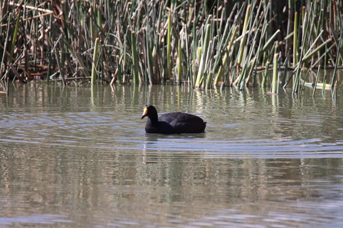 Giant Coot - ML614827699