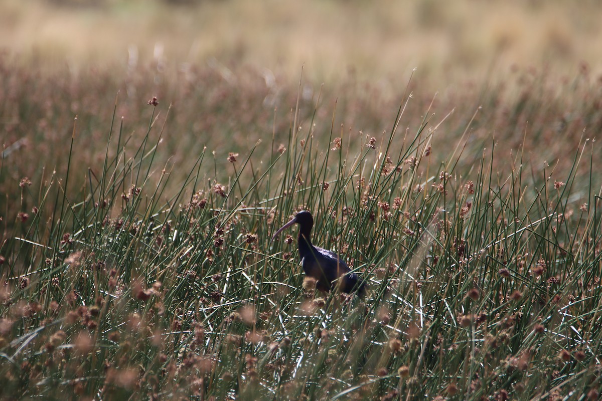 Puna Ibis - Brian Hofstetter