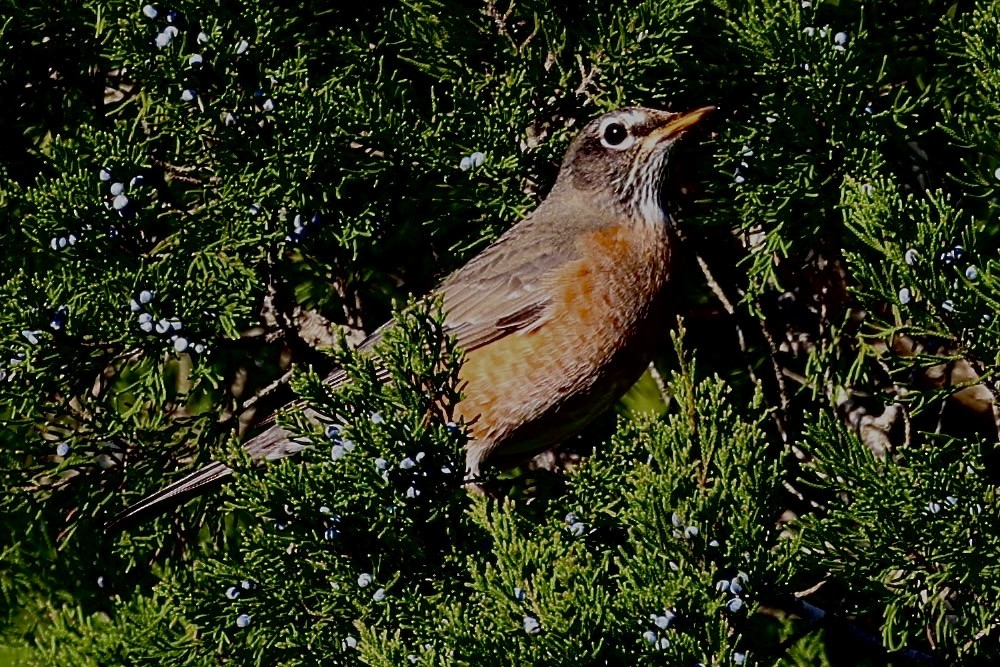 American Robin - ML614827747