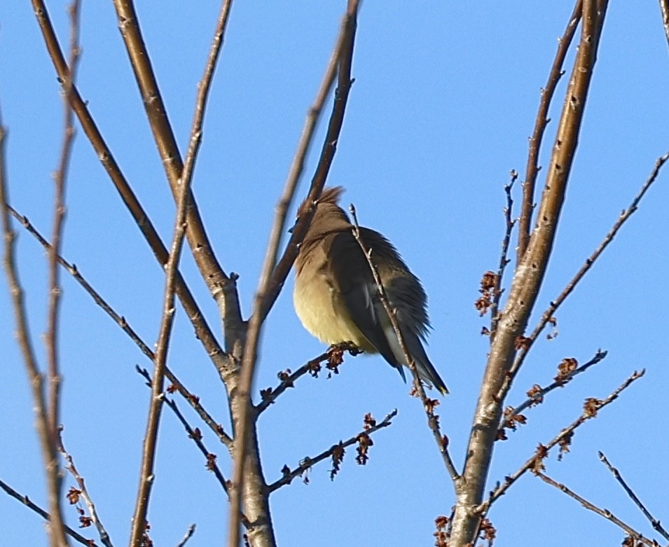 Cedar Waxwing - ML614827753
