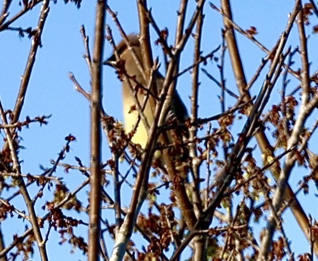 Cedar Waxwing - ML614827754
