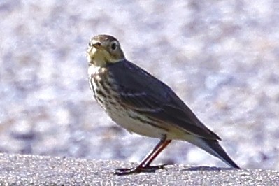 American Pipit - ML614827774