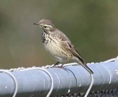 American Pipit - ML614827775