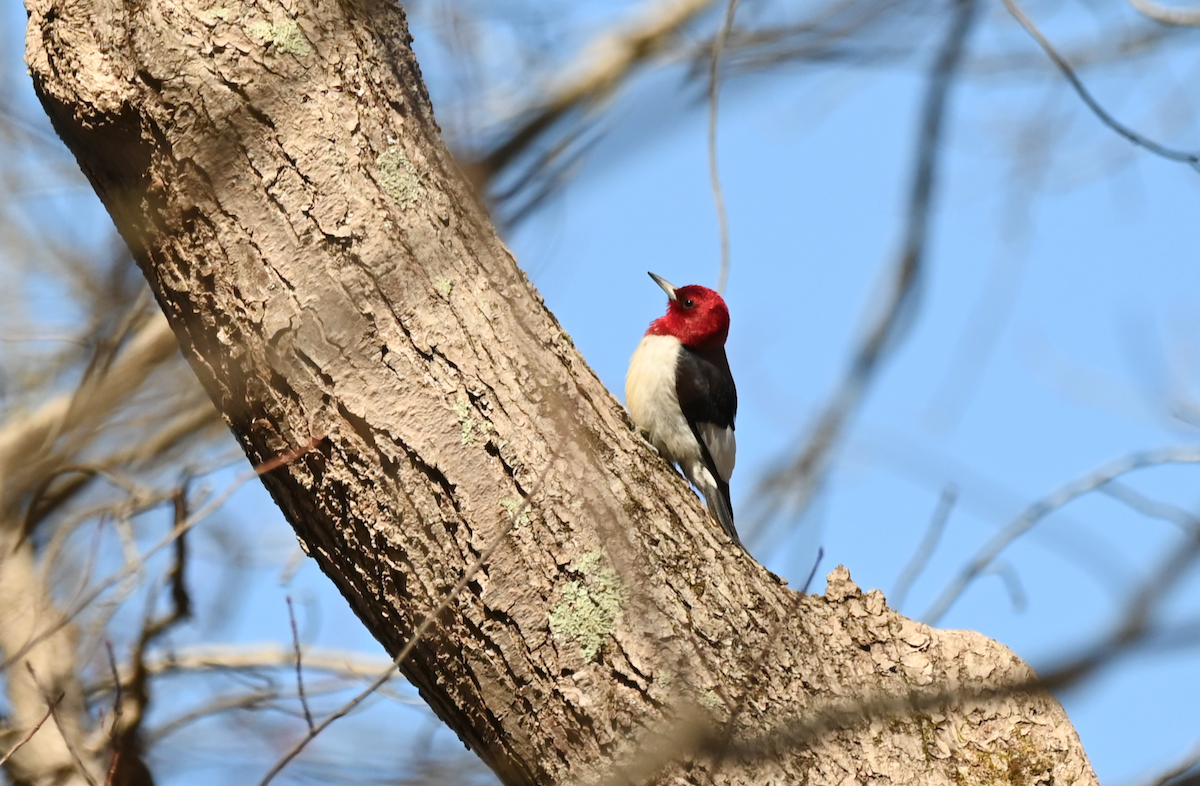 Red-headed Woodpecker - Heather Buttonow