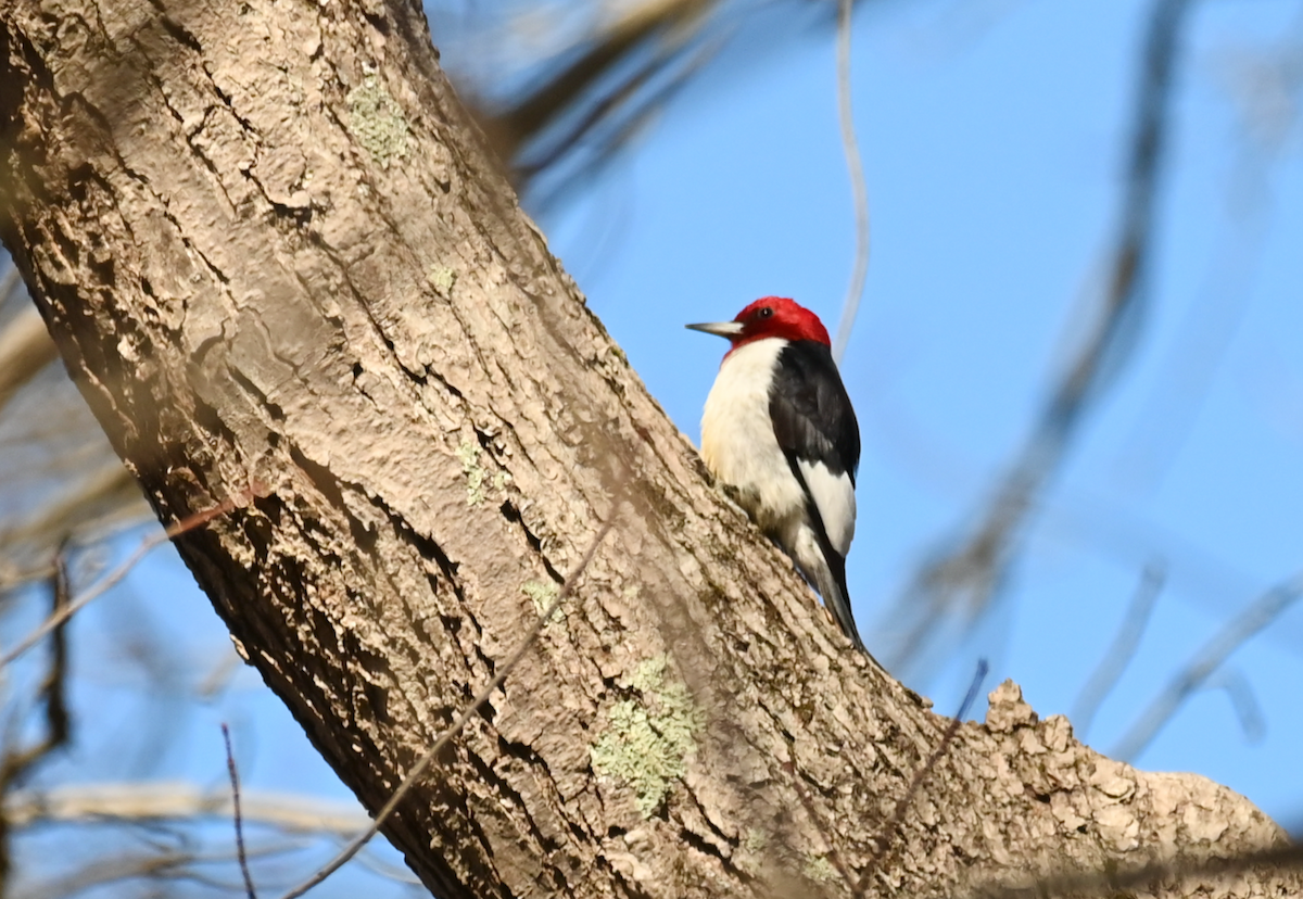 Red-headed Woodpecker - Heather Buttonow
