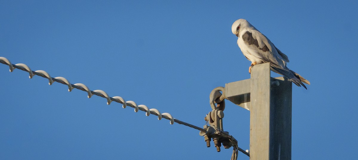 Black-shouldered Kite - ML614827845