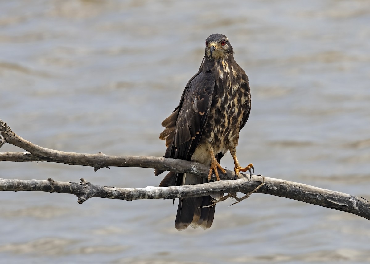 Schneckenbussard - ML614827936