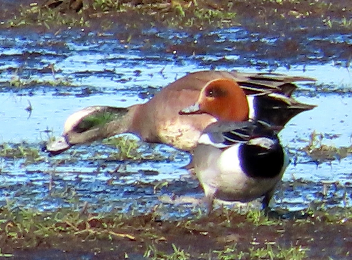 Eurasian Wigeon - ML614827959