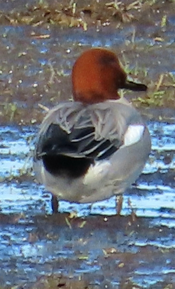 Eurasian Wigeon - Dick Porter