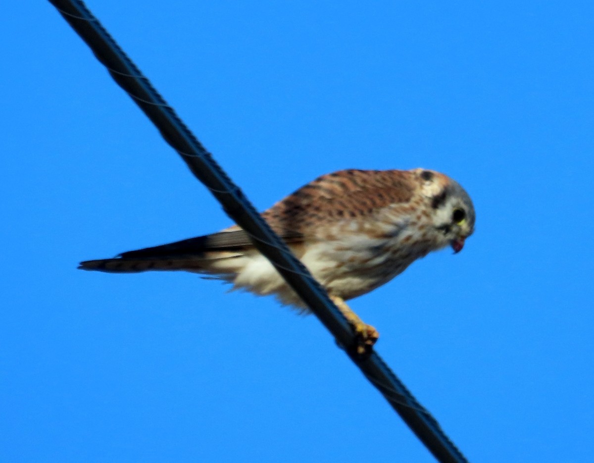 American Kestrel - ML614827992